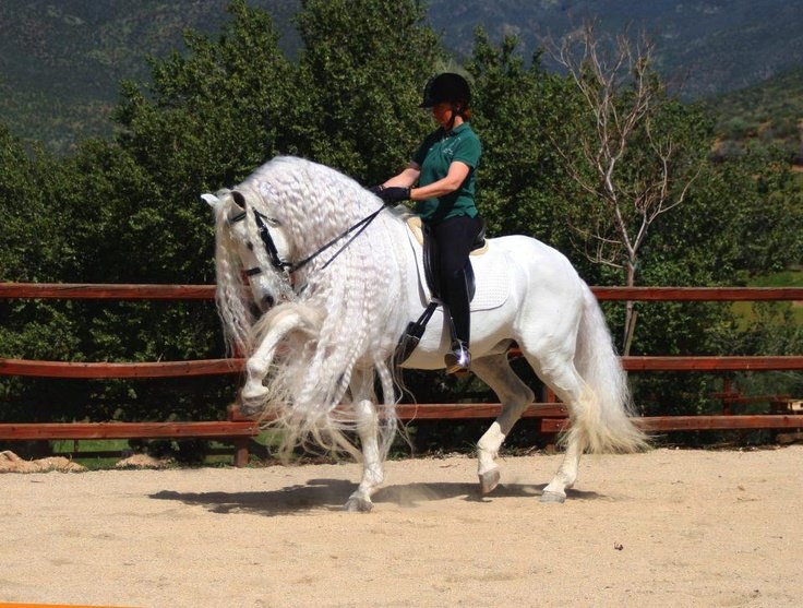 andalusian horse show